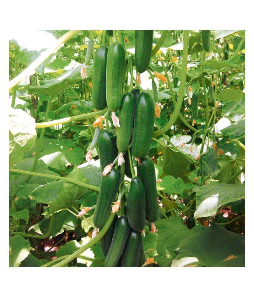     			Cucumber seeds for home gardening | Pack of 20