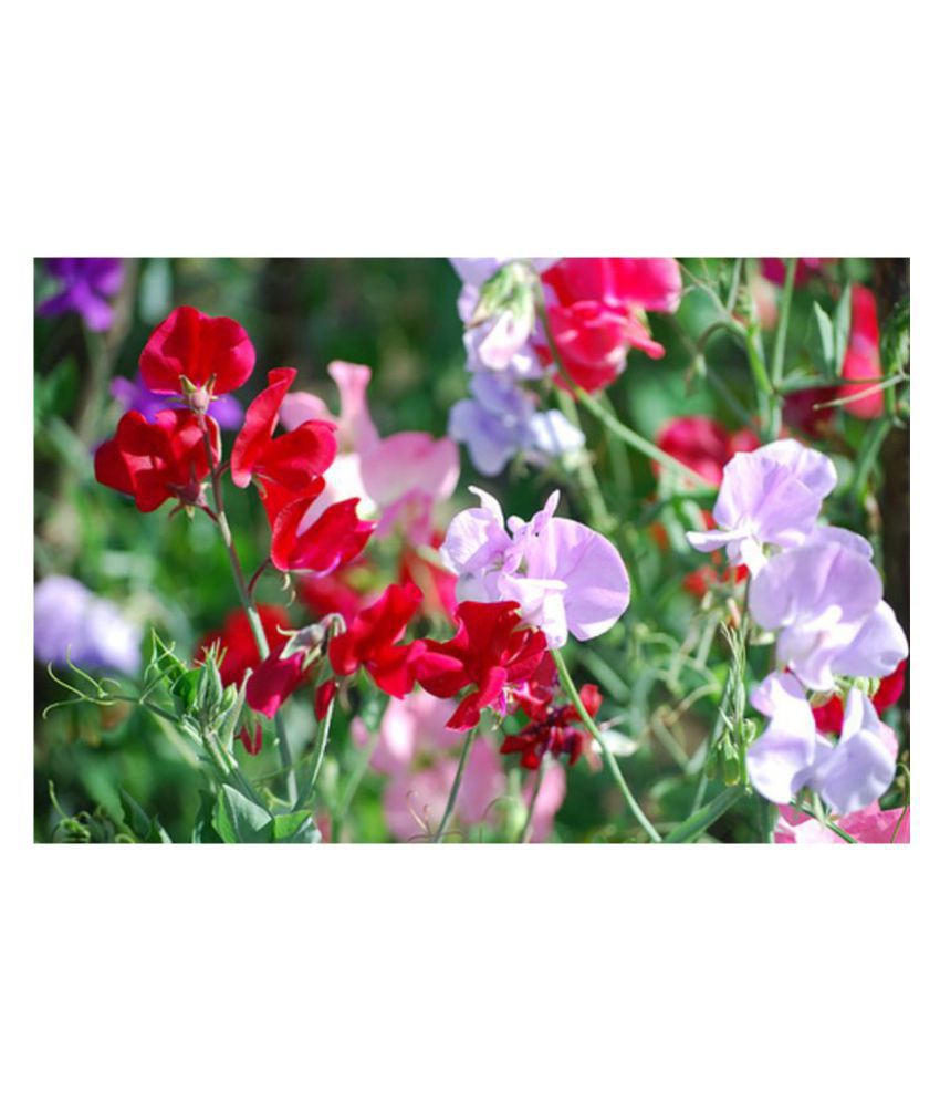     			SWEET PEA FOWER SEEDS FOR HOME GARDENING WITH FREE COCOPEAT