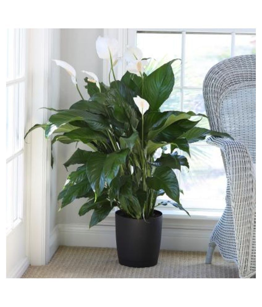 Peace lily plant for good luck and properity Buy Peace