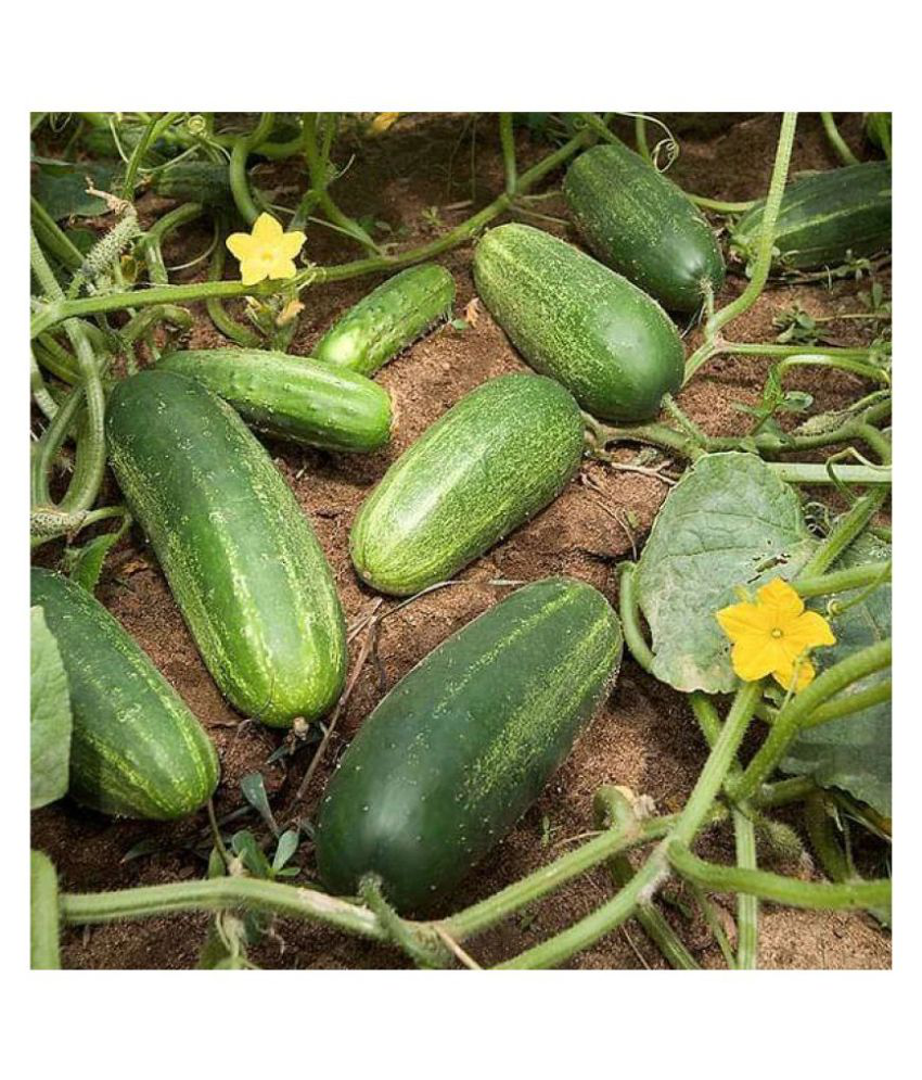     			Cucumber F1 Summer Vegetable Seeds | Pack of 50 seeds