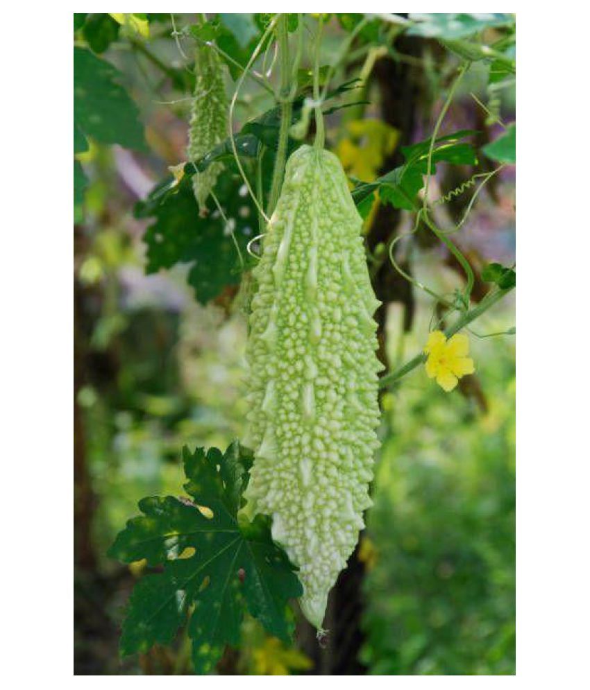 white-long-bitter-gourd-20-seeds-vegetable-seeds-pack-of-karela-buy