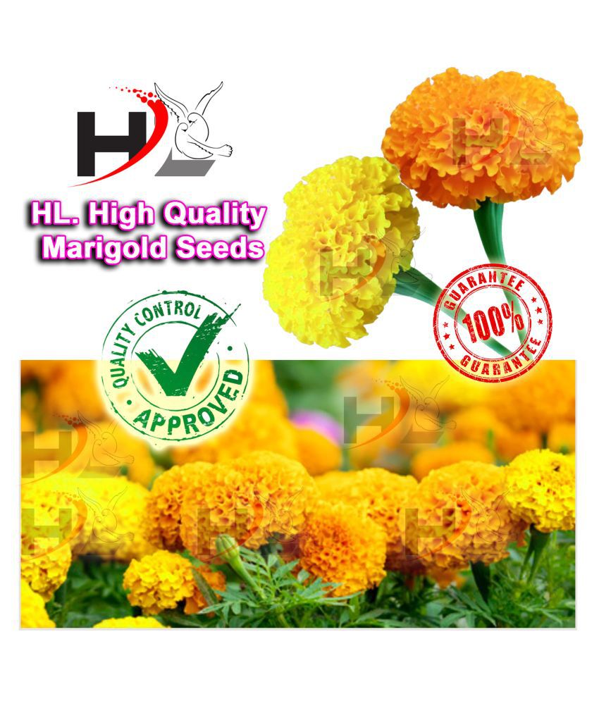     			HL. High Quality MIX Marigold Seed 100% working