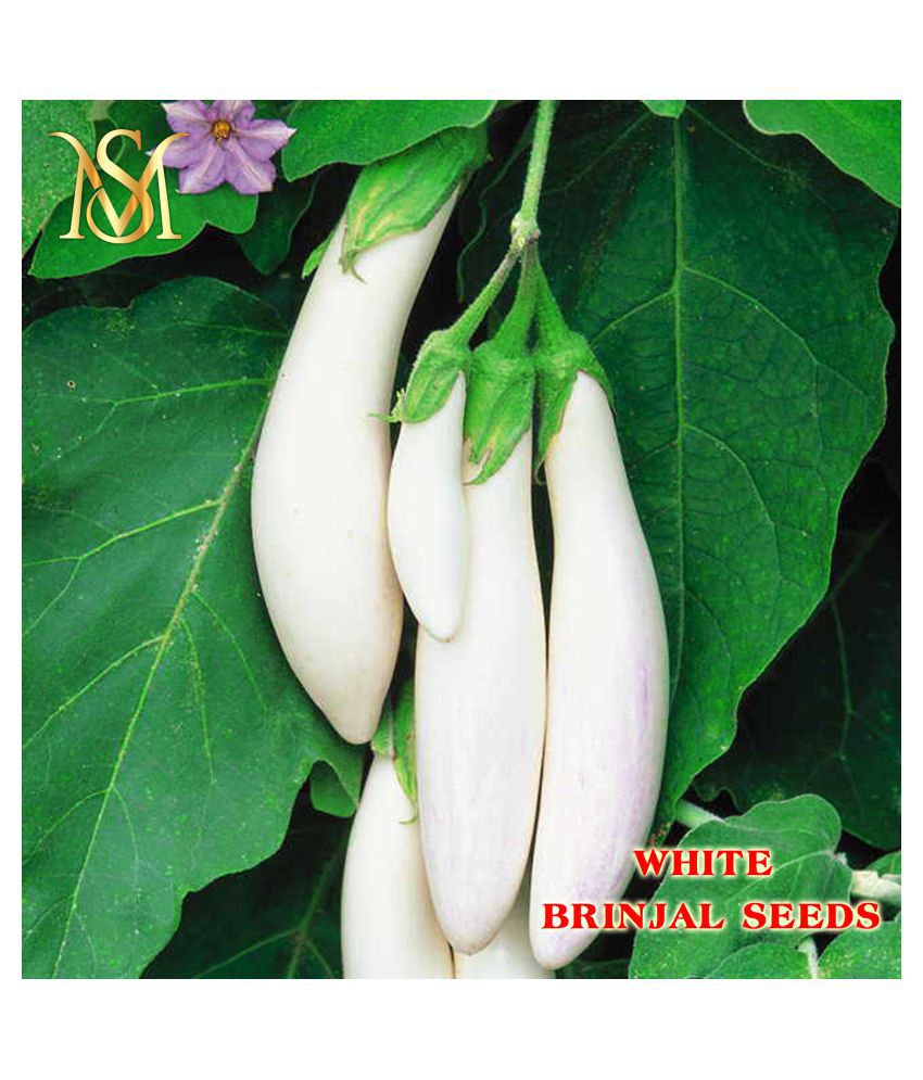     			MS. Brinjal White long vegetable seeds