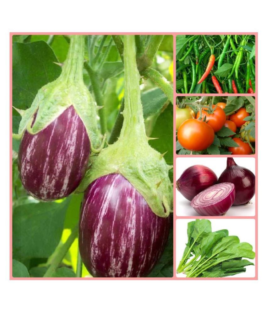     			Vegetable Seeds combo for Kitchen Garden - 100+ Seeds | Easy to Grow with Instruction Manual