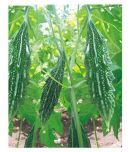 Climate Seeds -Bitter Gourd - Karela Seeds F1(20seeds)