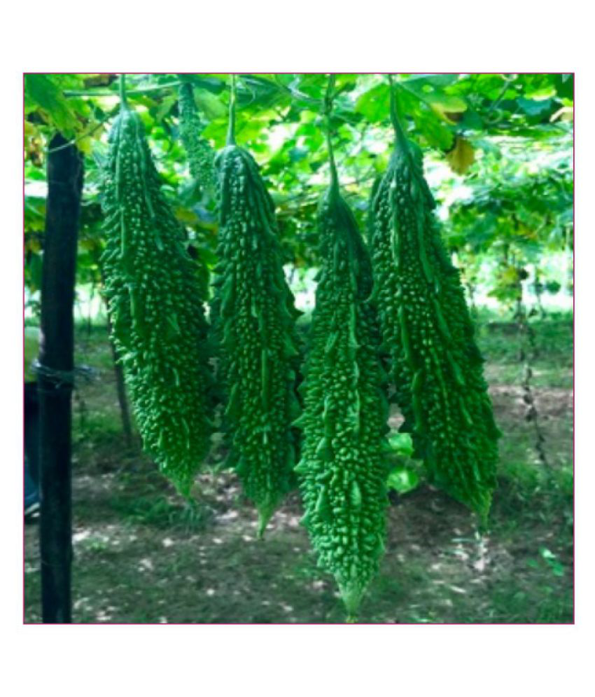 Green Long Bitter Gourd Karela Seeds Pack Of 15 Seeds Buy Green Long Bitter Gourd Karela Seeds Pack Of 15 Seeds Online At Low Price Snapdeal
