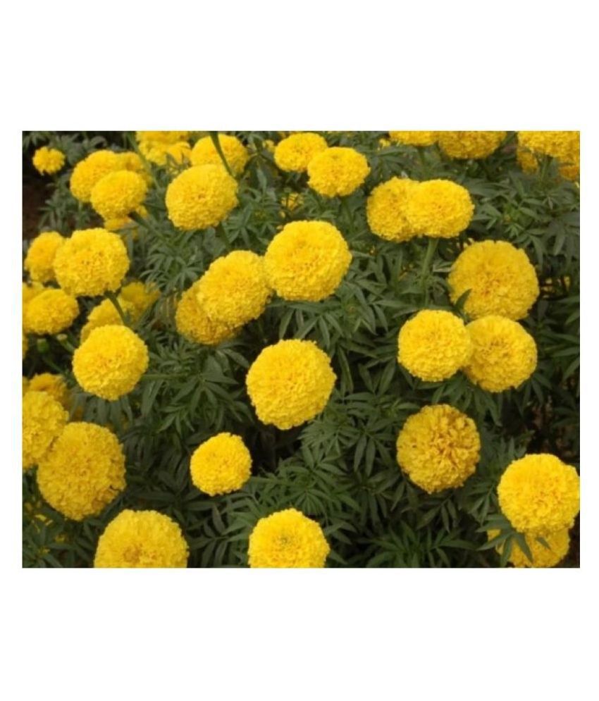     			MARIGOLD-YELLOW DHAN BASANTI SEEDS 50 flower seed
