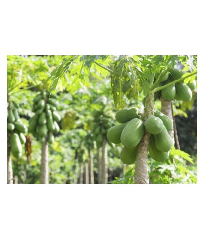     			Extra Dwarf Carica Papaya tropical Tree Seeds - 50 + Instruction Manual