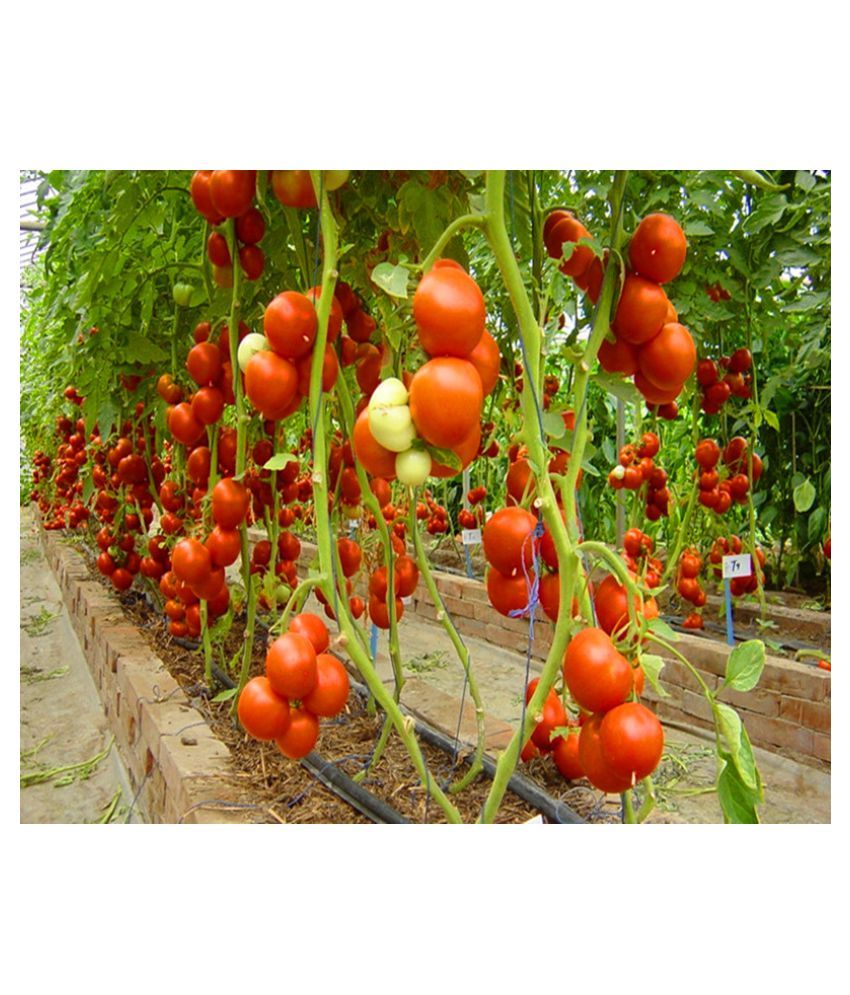     			tomato seed hybrid - 50 seed