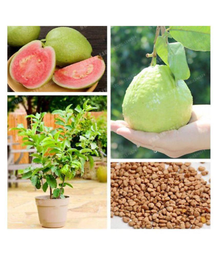    			Pack of 100 Seeds - Rare Red Guava Psidium Guajava Guava Fruit Seeds for Growing + Instruction Manual