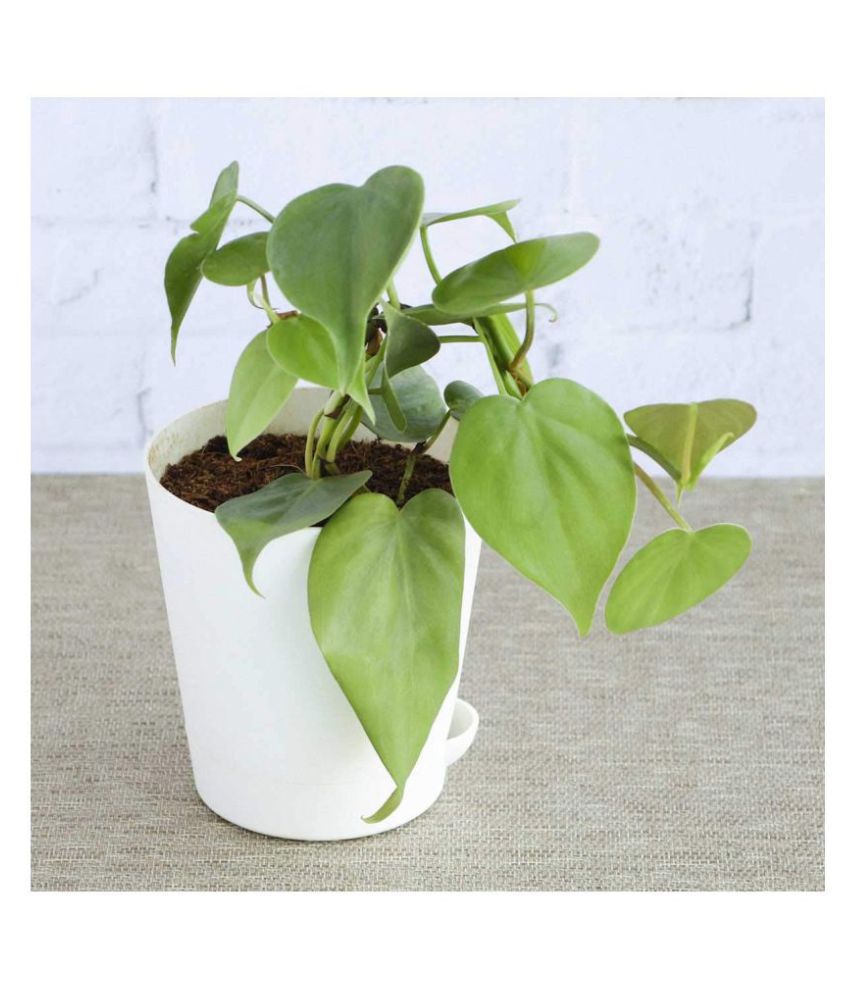     			UGAOO Philodendron Oxycardium Green Indoor Plant with Self Watering Pot