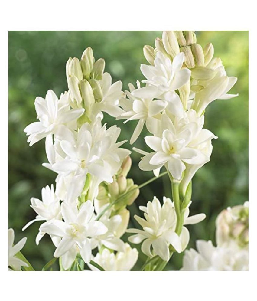 BS SEEDS Tuberose Hybrid Flower Bulbs Pack of 10 Bulbs