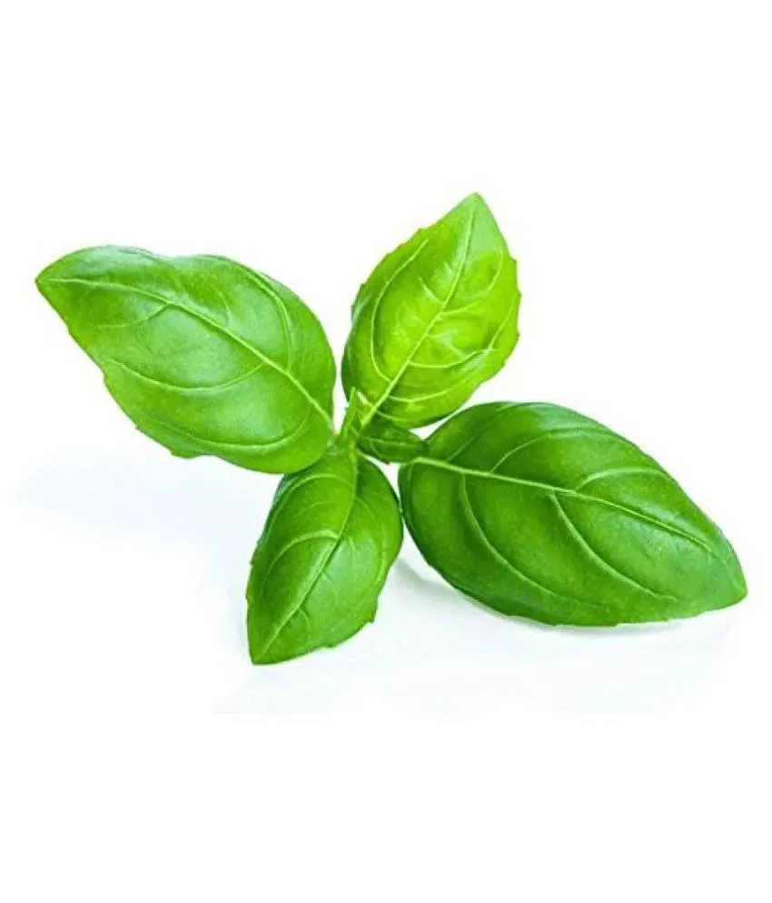 Green Basil Seeds Ocimum Basilicum Holy Basil Herb Seed Pack of