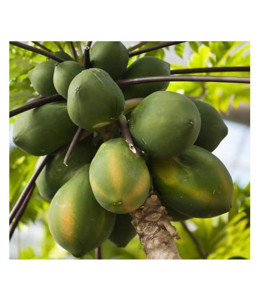     			Papaya Fruit Hybrid (Papita) Seeds - 50 + Instruction Manual