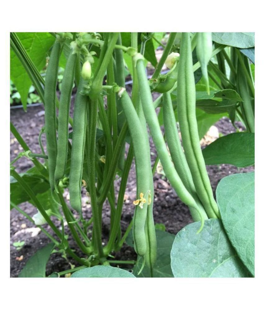     			French Beans Seeds (pack of 50) WITH MANUAL