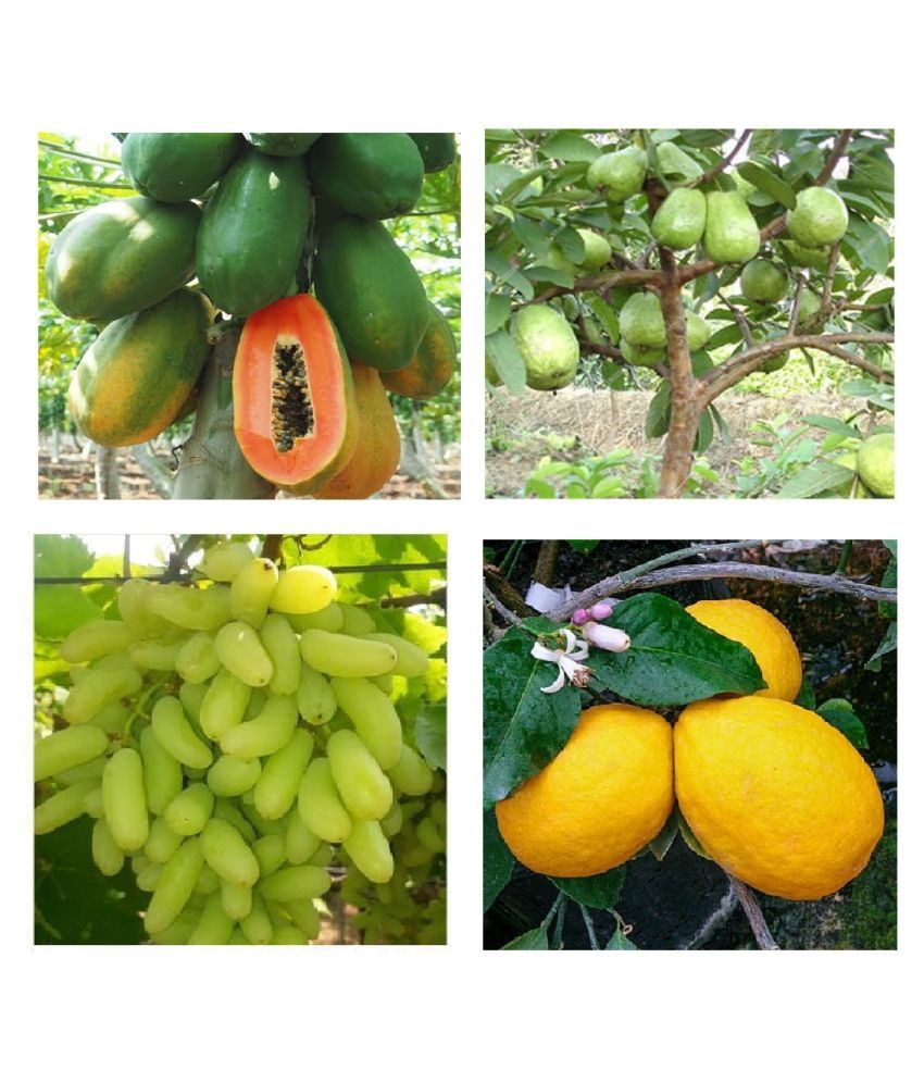     			DWARF 4 TYPES FRUIT SEEDS COMBO WITH COCOPEAT 15-15 SEEDS OF EACH ( GRAPES PAPAYA LEMON GRAPES ) TOTAL 40 SEEDS PACK