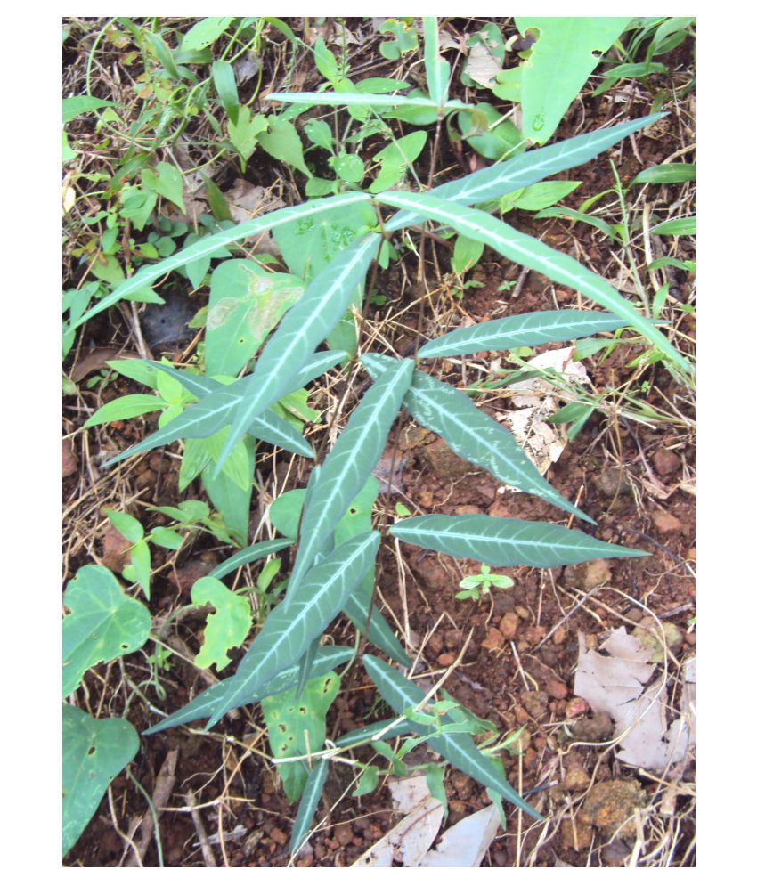     			Plantzoin Indian Sarsaparilla Dudhli Hemidesmus indicus Anantamul Live Plant