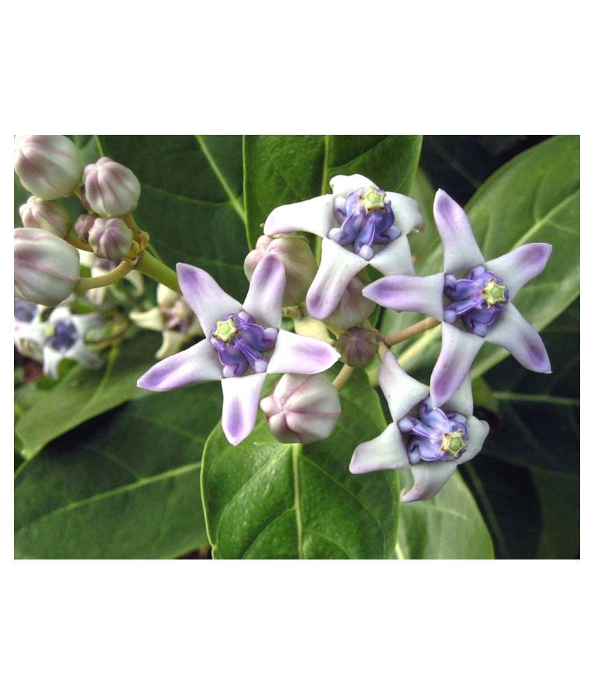     			Plantzoin Rubber Bush Aak Calotropis procera Arakha(Black) Live Plant