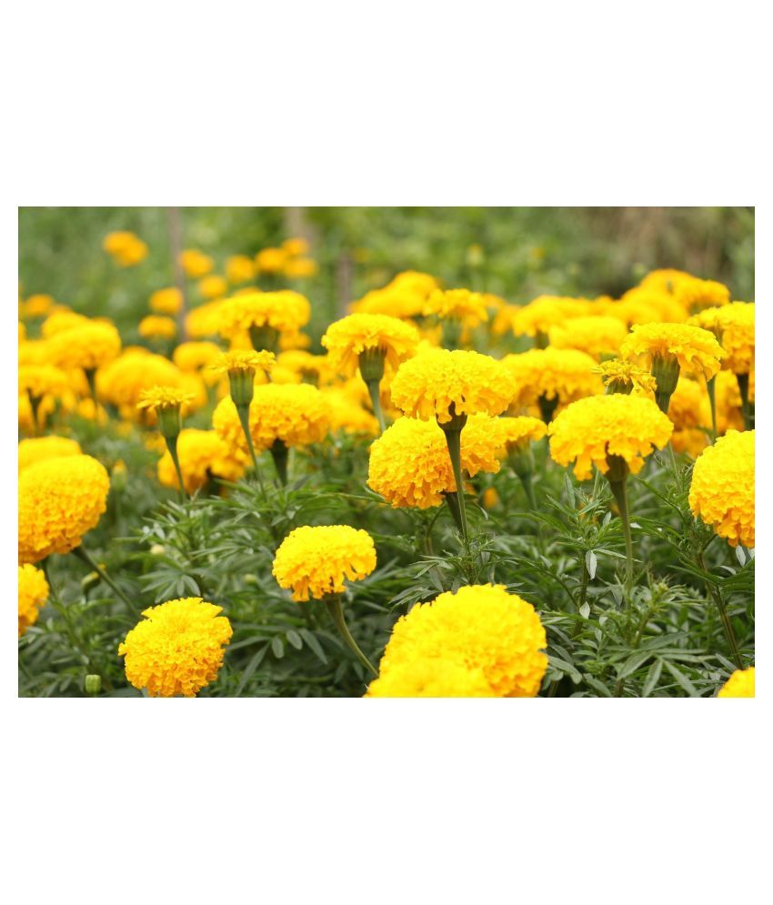     			Marigold flower Seeds MIX 50 seeds - home agro