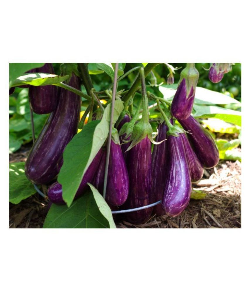     			Joycity Organic Brinjal Purple Long Vegetable Seeds- 100+ Seeds