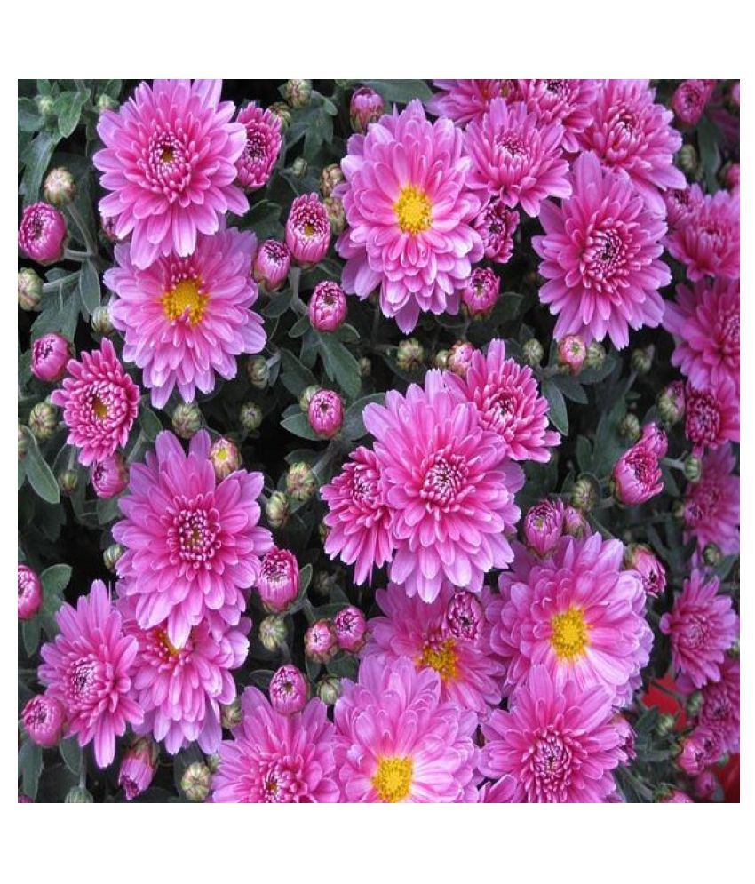 Chrysanthemum Mix Flower Seeds (Multicolour, Pack of 40 seed ) Buy
