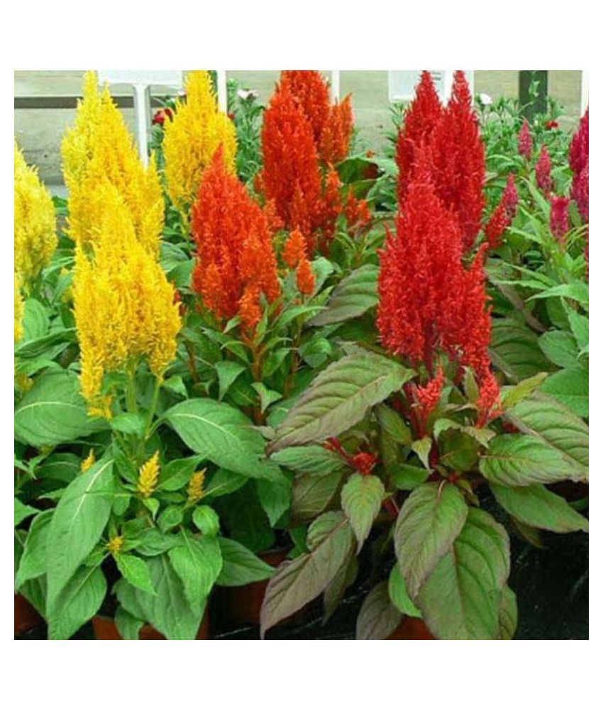     			Celosia mixed flower seeds ( 50+ seeds)