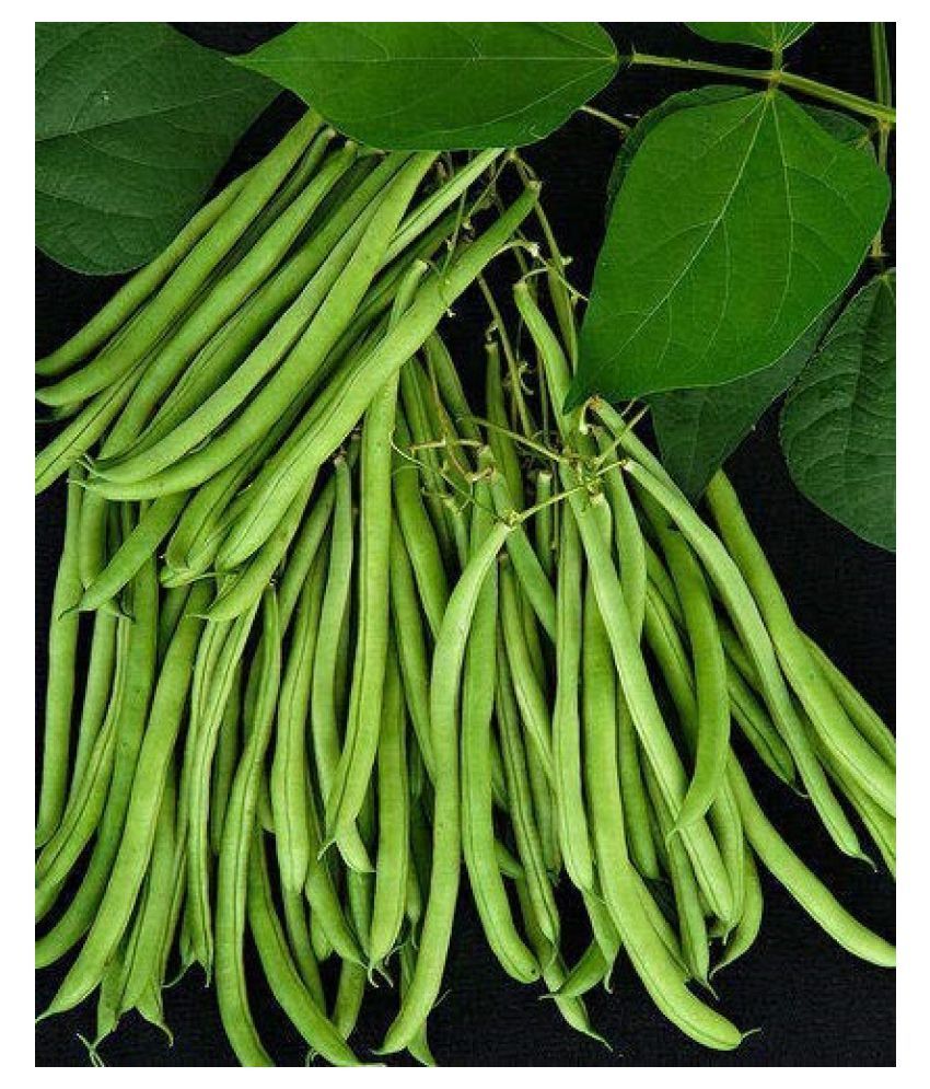 Lobia Hybrid Green Long Beans ( 50 seed ): Buy Lobia Hybrid Green Long ...