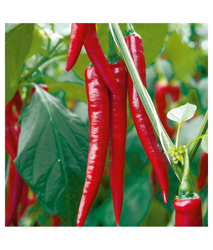     			Long Hot and Spicy Red Chili Pepper Seeds 100