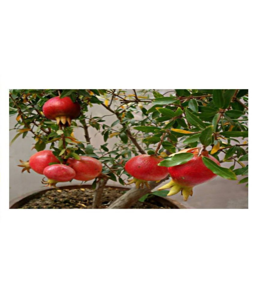     			DWARF POMEGREANATE ANAR SEEDS 50 SEEDS WITH MANUAL