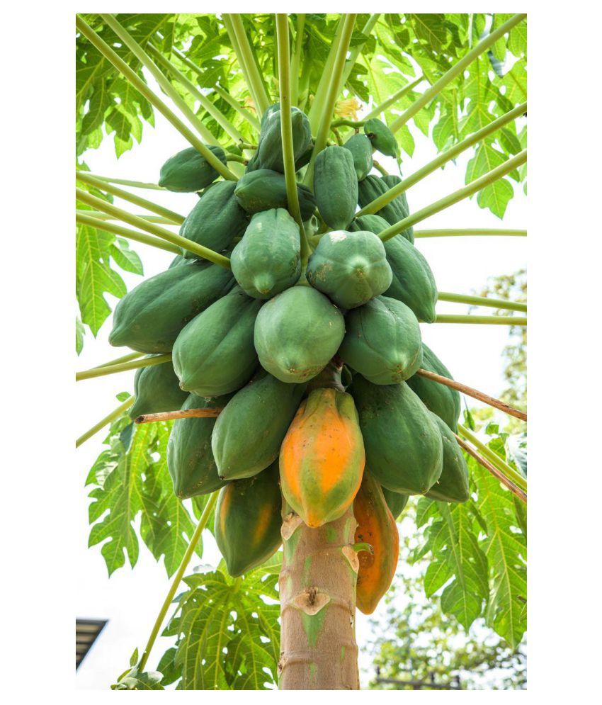     			Papaya Seeds 50pcs (Hybrid)