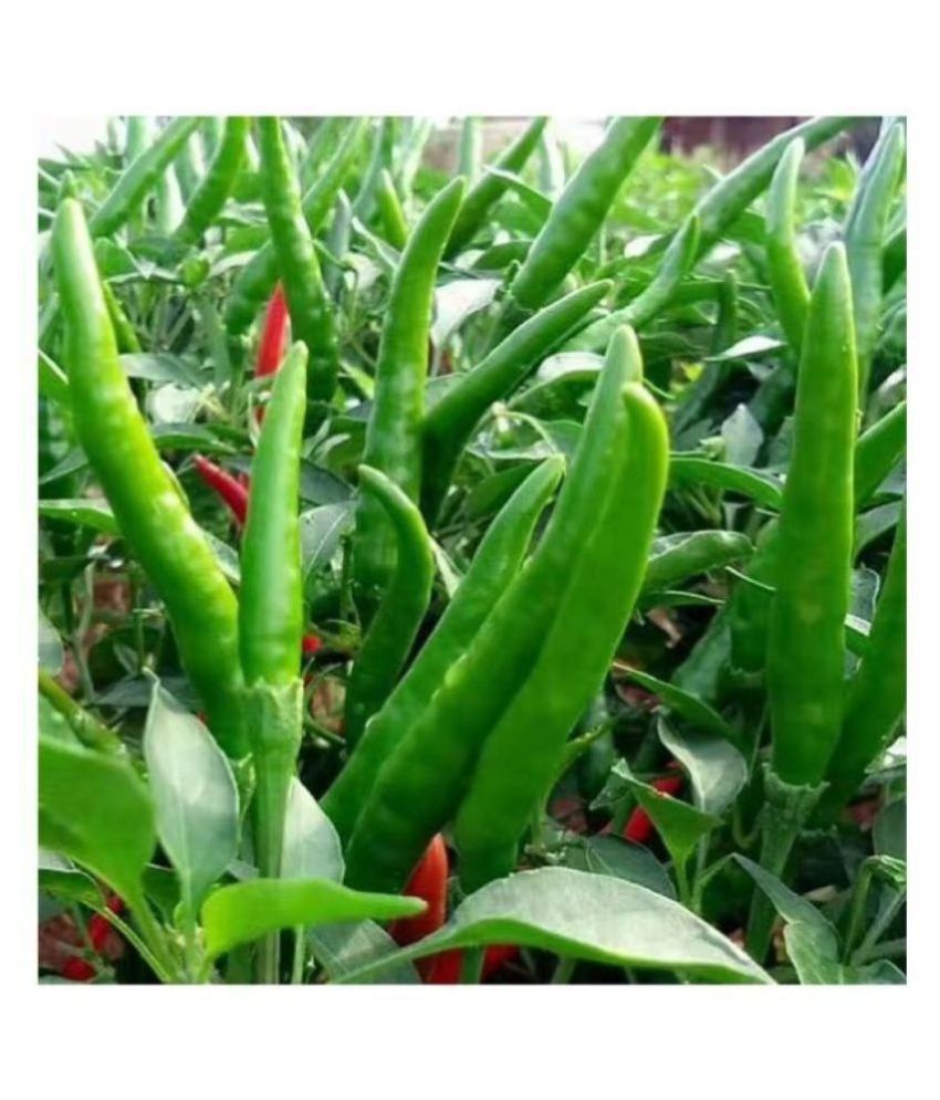     			BS SEEDS Pepper Chilli (Mirchi) Hybrid Bengali Type Seeds | 100 seeds