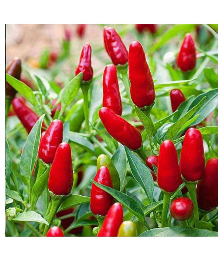     			Hot Pepper Red Chilli Sampurna - Vegetable Seeds 100 Seed