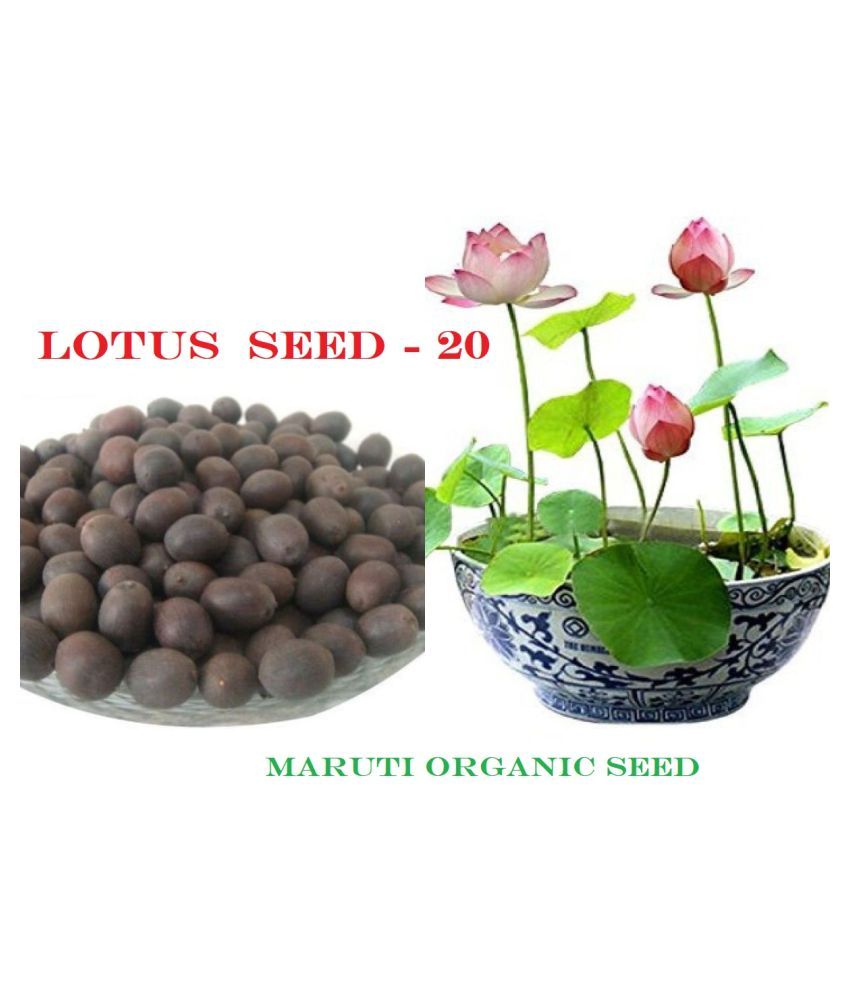     			Lotus Pink Colors Flower Seeds For Home Garden | Pack of 20 Seeds with Instruction Manual