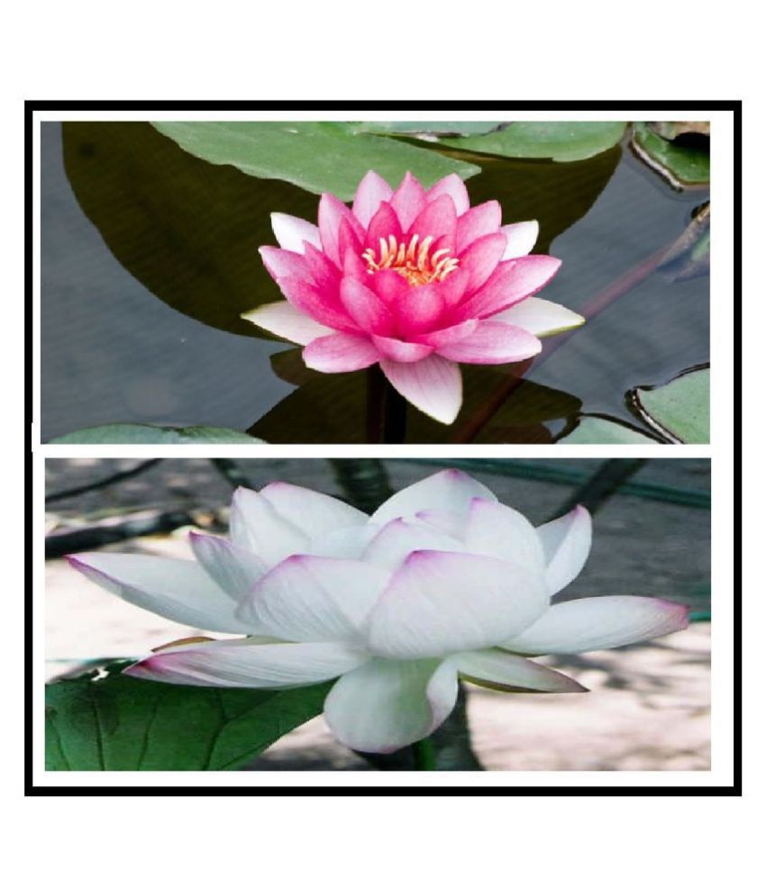 PREMIUM 2 color WHITE AND PINK bowl lotus seeds 10 SEEDS AND MANUAL
