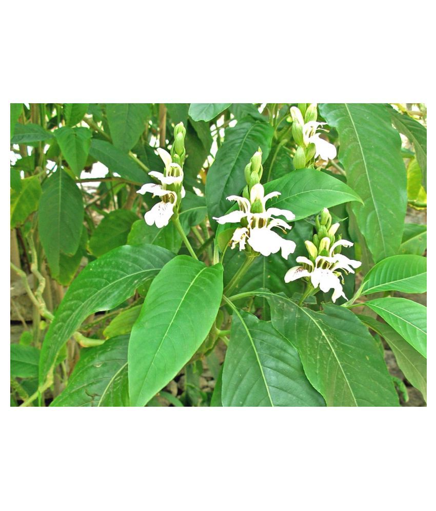    			Plantzoin Malabar nut Pramadya Adhatoda vasica Basanga Live Plant