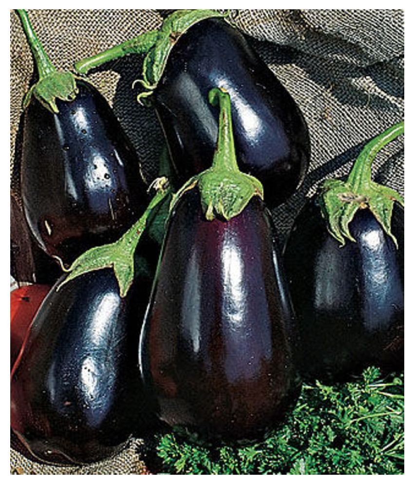     			Brinjal F1 Dipansh Black Round - Vegetable 50 Seeds