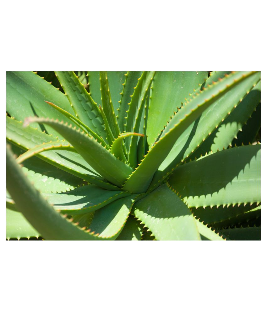     			Plantzoin Aloe vera Gheekumari Aloe barbadensis Ghi-kuaanri Live Plant