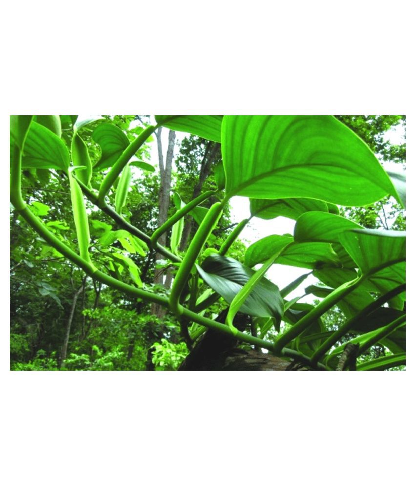     			Plantzoin Long pepper Gaja pippali Scindapsus officinalis Gajapipali Live Plant