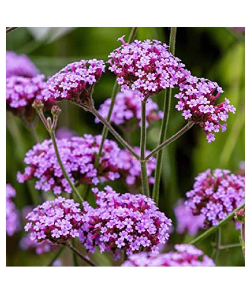     			CLASSIC GREEN EARTH Kraft Seeds Verbena Hybrid Variety Flower Seeds with growing cocopeat