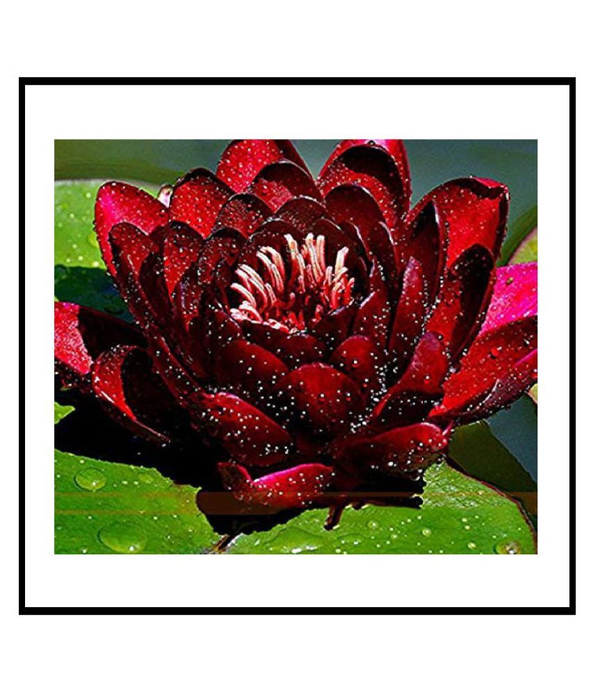     			PREMIUM WATERLILY 10 SEEDS PACK AND MANUAL