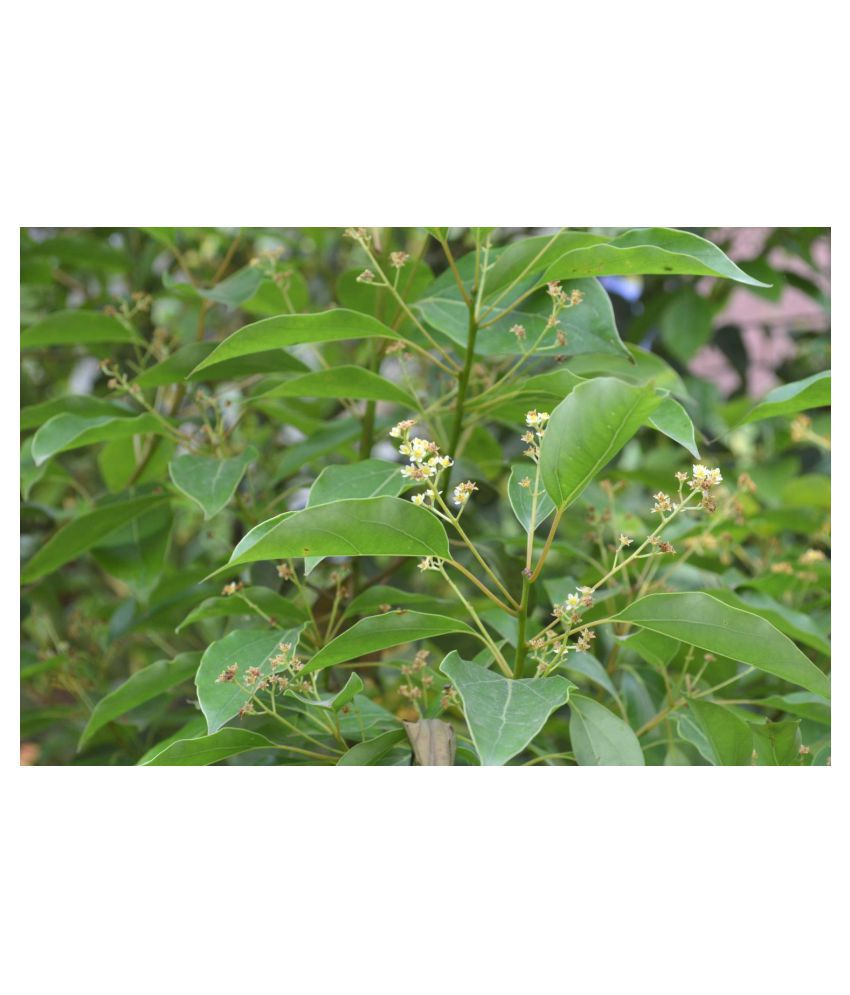     			Plantzoin Camphorwood Kapur Cinnamomum camphora Karpura Live Plant