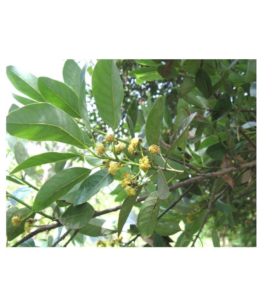     			Plantzoin Indian Laurel Medh Litsea glutinosa Medha Live Plant