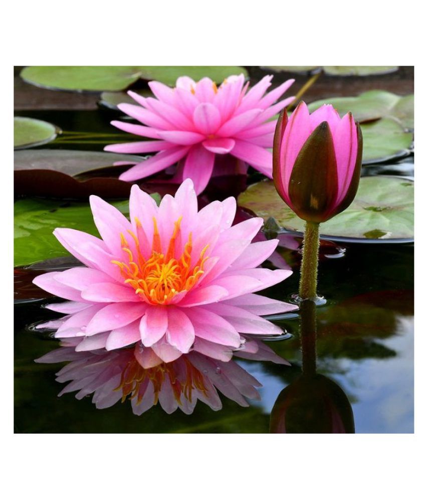     			RARE SUNNY RED WATER LILY 10 SEEDS PACK WITH MANUAL