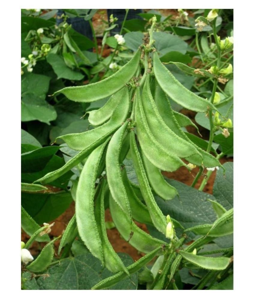     			High Yield Lablab Seeds Hybrid Creeper - Beans ( 30 seeds )