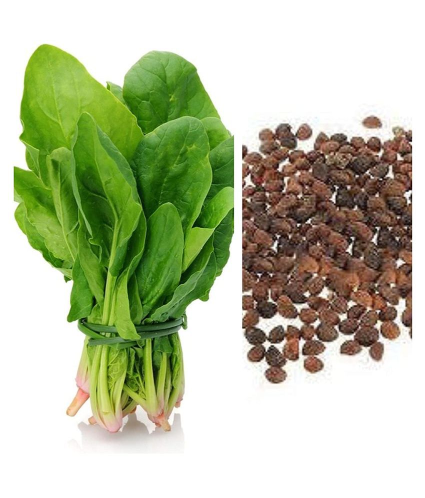     			das Garden Desi Palak Spinach Seeds (Leafy vegetable) for home, Balcony, Roof Top, Kitchen Garden, Pack of 200 Seeds