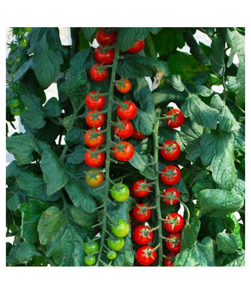     			Cherry Tomato Seeds ( Hybrid) Vegetable Seeds Pack of 50