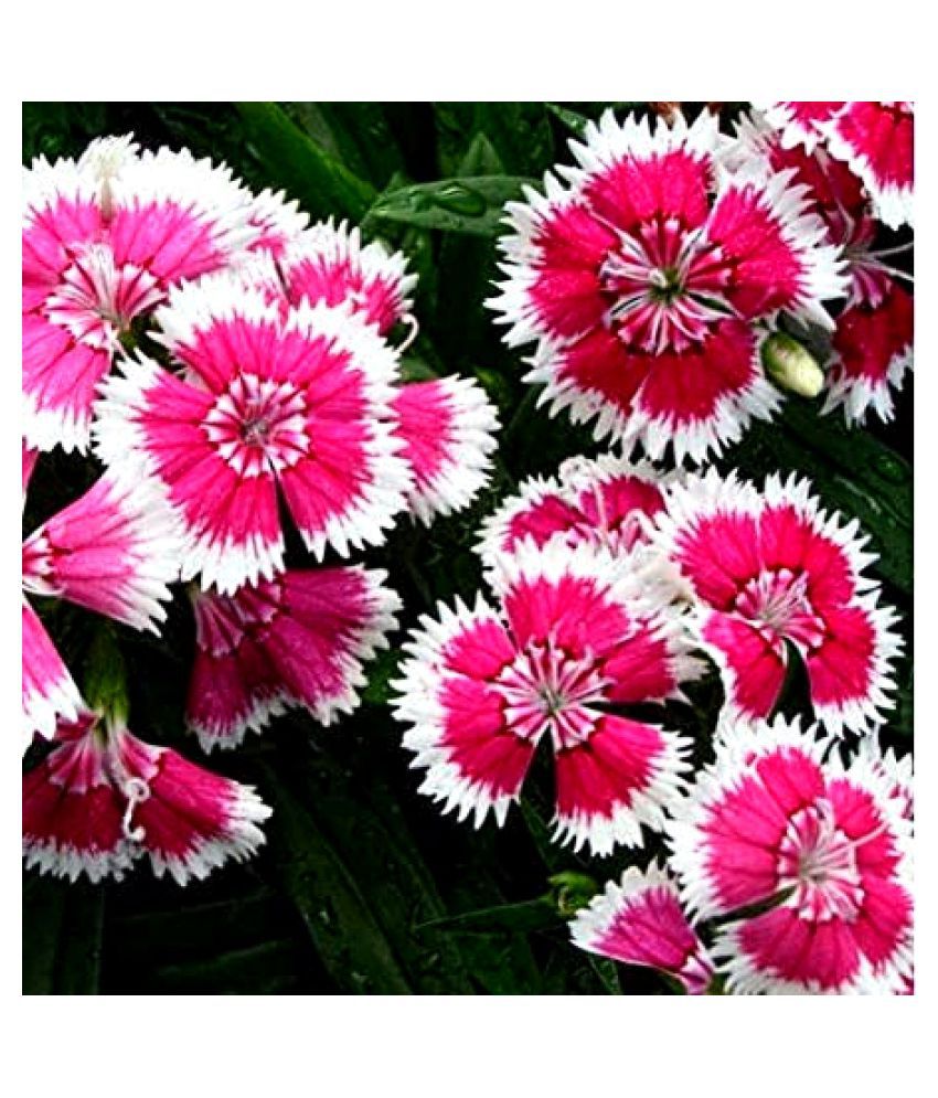 Winter Combo 3 (800 Seeds) -Premium Pansy, Chrysanthemum, Dahlia, Petunia, Dianthus Seeds