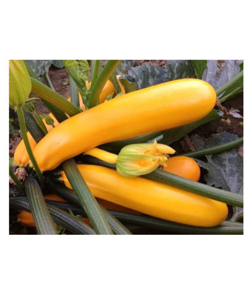     			Yellow Long Zucchini Summer Squash Seeds, Courgette, Marrow, Gourd Vegetables Seeds 10
