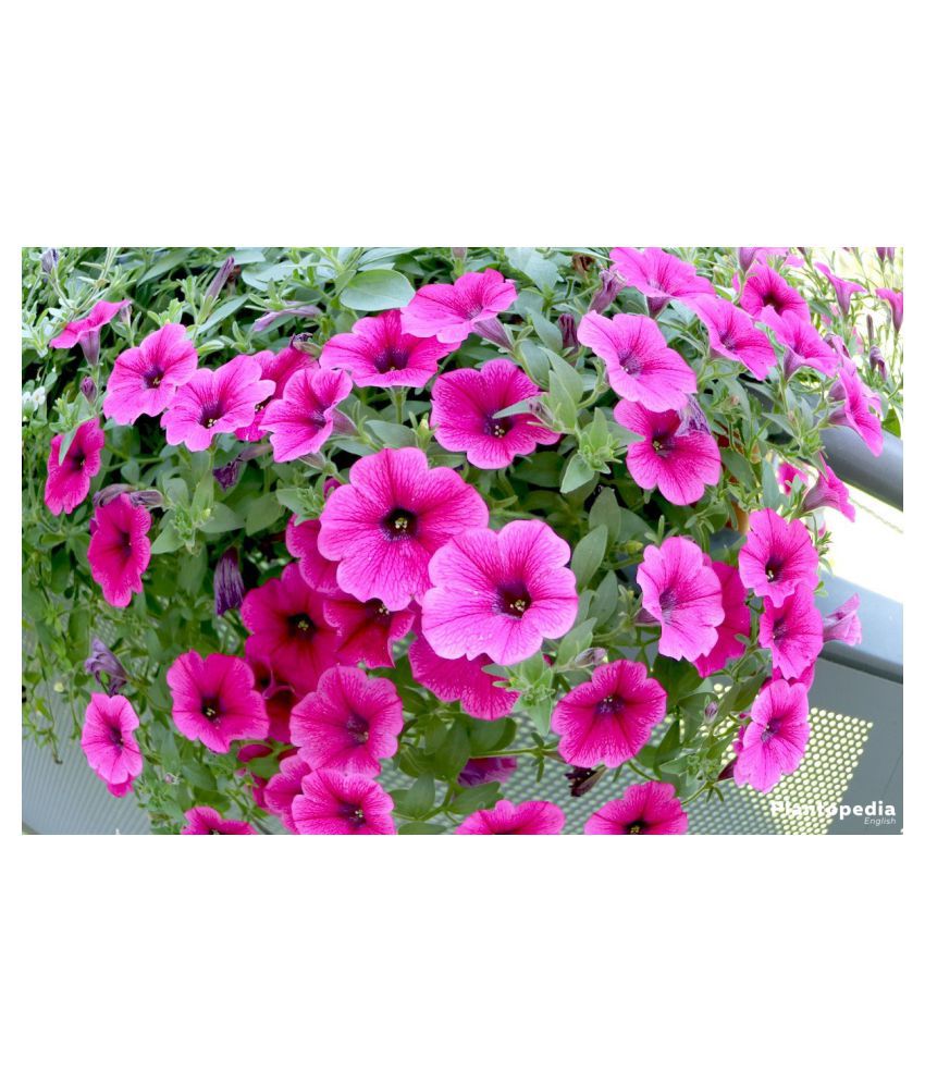     			Petunia Mixed Hybrid Imported Flower Seeds Seed (100 Per Packet)with growing cocopeat