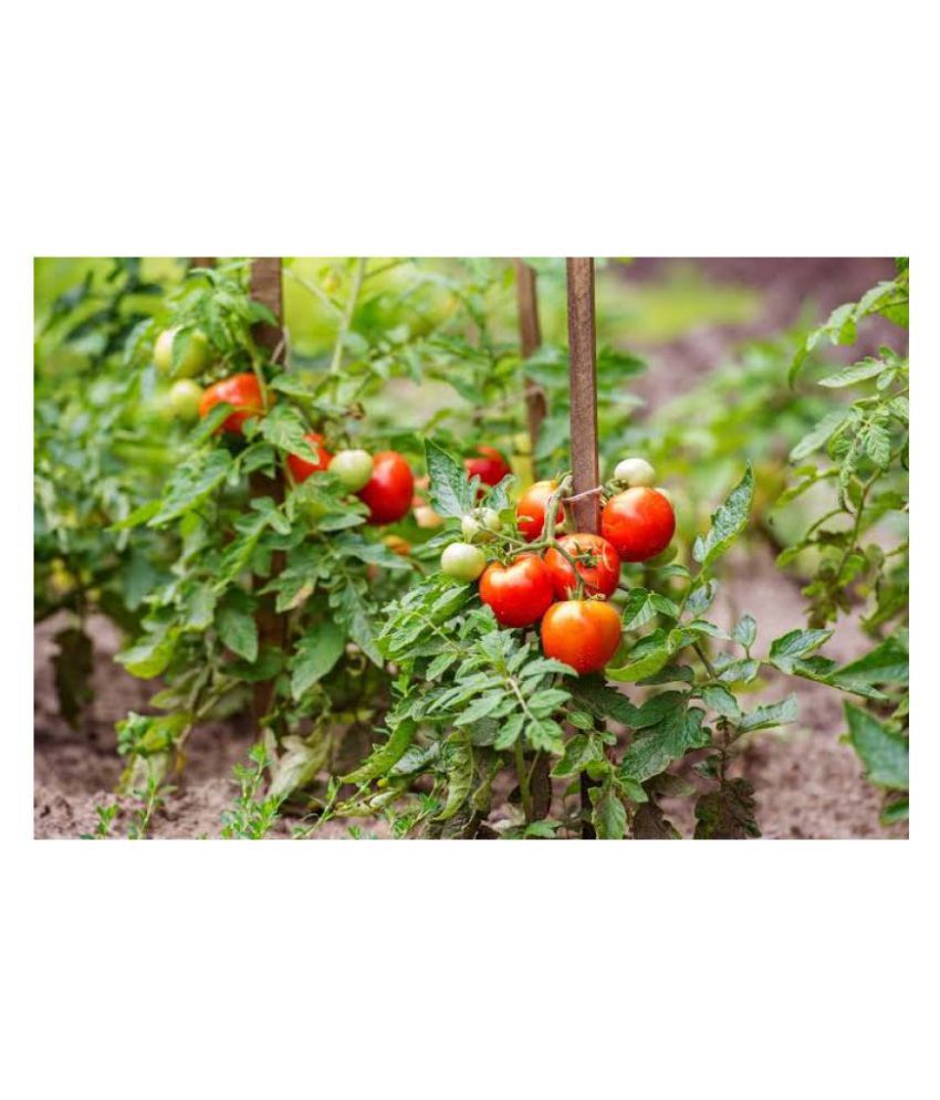     			homeagro Tomato Seed(50 per packet)